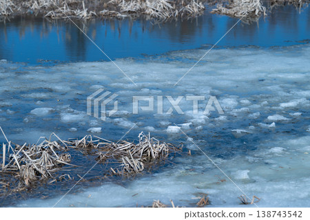 Reedy spring pond bank with melting ice, sedge and muddy edge show signs of decay and wildlife return muted palette and overcast mood suit ecological observation 138743542