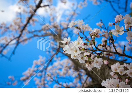 A view of the concert hall with cherry blossoms in full bloom. 138743565
