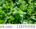 Eight-leaf clover 138743568