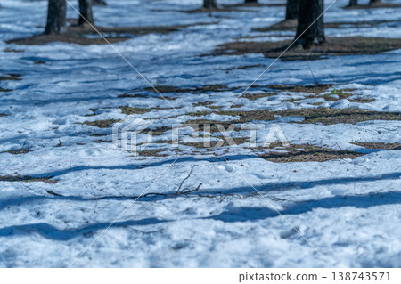Snowy forest awakening. Spring snow reveals tree trunks. Bare trees emerge through melting winter snow. Dappled sunlight creates long shadows over snow and exposed ground in spring Snowy forest awakening. Spring snow reveals tree trunks. Bare trees emerge through melting winter snow. Dappled sunlight creates long shadows over snow and exposed ground in spring 138743571