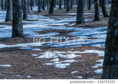 Snow covers forest. Frozen snow blankets woodland scene. Ice from snow drips among trees in forest. Winter snow melts as shadows shift over damp ground in springtime Snow covers forest. Frozen snow blankets woodland scene. Ice from snow drips among trees in forest. Winter snow melts as shadows shift over damp ground in springtime 138743583
