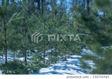 Forest path view. Calm seasonal edge of forest pathway. Sunlit conifer line along quiet forest route. Tranquil forest pathway lined with young trees extending into distance 138743585