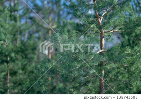 Tranquil coniferous woods bathed in gentle sunlight inspiring calmness. Sundappled pine forest scene creates peaceful ambiance perfect for relaxation and reflection 138743593