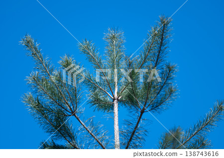 Spring coniferous forest treetop reaching sky with slender pine crown silhouetted against vivid blue, bright daylight, upward perspective conveying freshness and growth Spring coniferous forest treetop reaching sky with slender pine crown silhouetted against vivid blue, bright daylight, upward perspective conveying freshness and growth 138743616