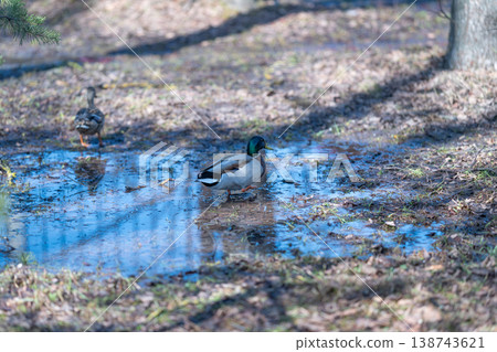 Mallard drake near muddy puddle on park floor, stationary male bird preening glossy feathers, calm bluegreen head catching sunlight, quiet urban wildlife moment Mallard drake near muddy puddle on park floor, stationary male bird preening glossy feathers, calm bluegreen head catching sunlight, quiet urban wildlife moment 138743621