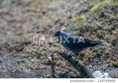 Early morning bird exploring bank with determined stride and backlight. Lone feathered creature patrols damp riverbank at dawn with purposeful steps and gentle backlight 138743669
