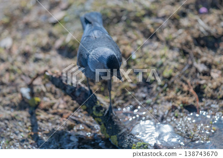 Young crow exploring reflective pool. Mischievous corvid investigating sparkling water surface. Playful juvenile bird gazing at shimmering shallow water surface 138743670