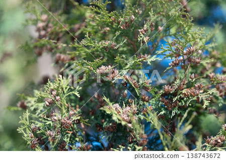 Thorough botanical foliage photograph. Detailed macro shot of plant buds and leaves. Vivid macro portrait capturing tiny buds and textured foliage for professional use 138743672