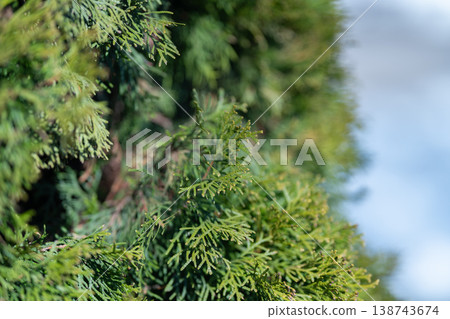 Evergreen privacy barrier. Dense green outdoor privacy screen. Yearround lush foliage forming natural enclosure. Thick evergreen shrubs creating continuous privacy barrier outdoors Evergreen privacy barrier. Dense green outdoor privacy screen. Yearround lush foliage forming natural enclosure. Thick evergreen shrubs creating continuous privacy barrier outdoors 138743674