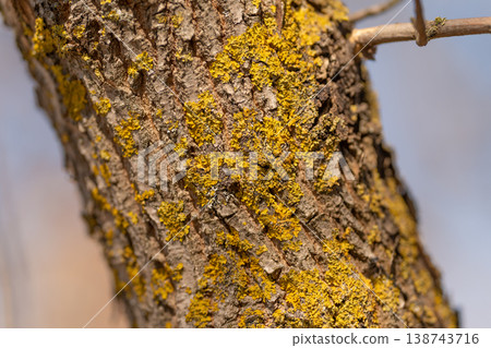 Closeup yellow lichen on bark revealing cracked texture, scattered crustose patches, warm sunlit tones, shallow depth of field for identification and ecological reference 138743716