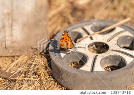 Butterfly on rim. Vivid butterfly gracefully perched on hubcap in sunlight scene. Cheerful spring scene showing butterfly resting on vehicle with dry grass surroundings Butterfly on rim. Vivid butterfly gracefully perched on hubcap in sunlight scene. Cheerful spring scene showing butterfly resting on vehicle with dry grass surroundings 138743718