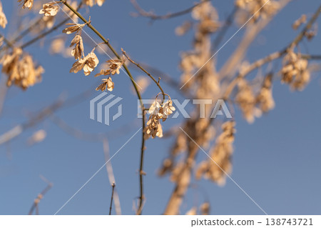 Seasonal decay with delicate textures. Botanical elements amidst clear sky and fragile stems. Ethereal dried seeds display seasonal change with floral and botanical elegance 138743721