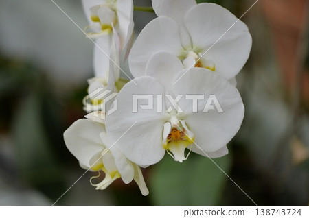白色蝴蝶蘭花 138743724