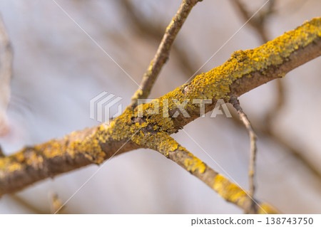 Scientific depiction of lichen on slender branch with muted tones. Macro photography showcasing granular crustose lichen on delicate branch with warm winter colors 138743750