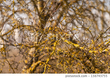 Yellow lichen covered branches closeup revealing intricate texture and warm golden tones, shallow depth of field, abstract natural pattern for design and biodiversity visuals 138743755