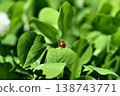 Clover and ladybird 138743771