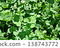Eight-leaf clover 138743772