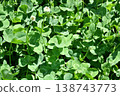 Eight-leaf clover 138743773