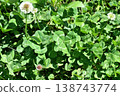 Four leaves clover 138743774