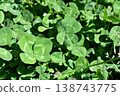 Four leaves clover 138743775