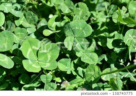 Four leaves clover 138743775