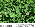 Four leaves clover 138743776