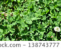 Four leaves clover 138743777