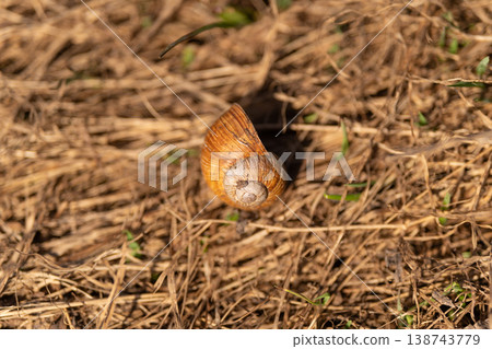 Snail on dry grass. Brown snail exploring sunlit terrain. Solitary snail with weathered shell and extended antennae. Closeup of resilient snail navigating dry natural environment 138743779