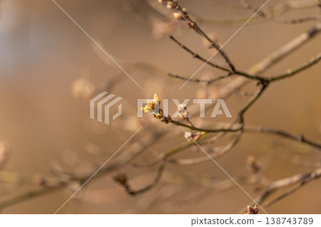Spring awakening emerges. Delicate buds flourish under gentle light during seasonal transition. Arrival of spring is marked by tender shoots and warm pastel blossoms in soft focus 138743789