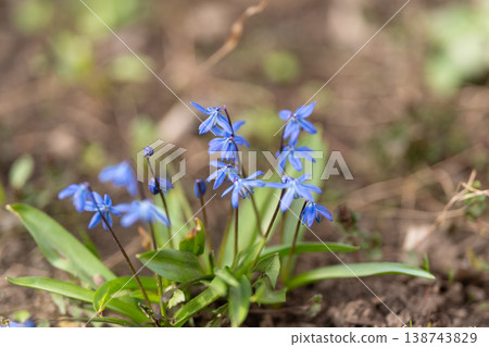 Blue scilla spring flowers emerging quietly, delicate blue petals clustered low over damp soil, early morning light, soft bokeh, botanical mood, slow living calm Blue scilla spring flowers emerging quietly, delicate blue petals clustered low over damp soil, early morning light, soft bokeh, botanical mood, slow living calm 138743829