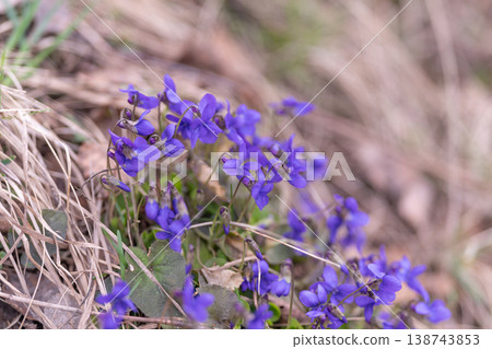 Wildflowers flourish in arid landscape. Purple blossoms thrive amid dried grasses. Early spring wildflowers set against parched grass displaying tender strength and subtle hues 138743853