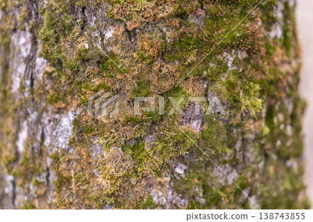 Vibrant moss covering tree bark surface. Closeup of mossy tree bark with soft focus effects. Macro shot showcasing lush mosses and moist textures on tree bark surface 138743855