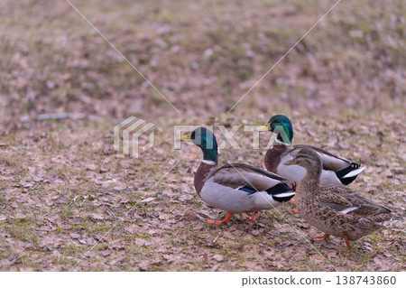 Group of mallards moving across field, two drakes and one hen walking together, social interaction, coordinated stride, seasonal gathering, lifestyle wildlife scene 138743860