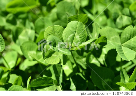 Clover and bush cricket larvae 138743868