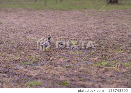 Duck in marsh. Mallard in quiet wetland. Drake and duck traverse marshy landscape peacefully. Lone pair of mallard ducks slowly move across tranquil marshland environment Duck in marsh. Mallard in quiet wetland. Drake and duck traverse marshy landscape peacefully. Lone pair of mallard ducks slowly move across tranquil marshland environment 138743893