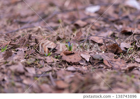 Solitary blue spring flowers on woodland floor, single sprout surrounded by dry leaves and twigs, soft pastel palette, contemplative atmosphere for nature discovery and calm 138743896