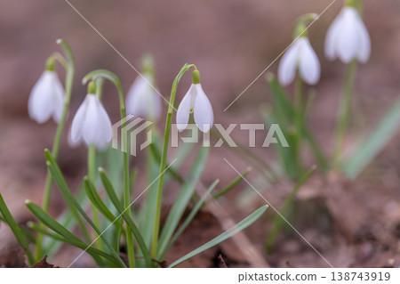 Woodland ground with white blooming snowdrops. Carpet of snowdrops with foliage over leaf mulch. Thick layer of snowdrops and slender leaves across forest ground Woodland ground with white blooming snowdrops. Carpet of snowdrops with foliage over leaf mulch. Thick layer of snowdrops and slender leaves across forest ground 138743919