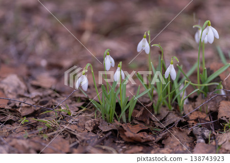 Small buds emerge. Fragile flowers pierce frozen ground. Delicate blooms appear once again in early spring. Gentle signs of renewal after harsh and icy winter months 138743923