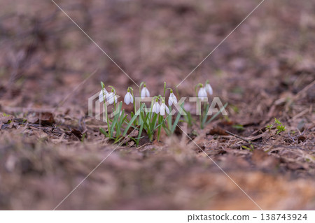 Spring snowdrops bloom in field. Gentle snowdrop patches emerge in early season field scenery. Scene showcases small white snowdrop clusters adorning brown seasonal meadow Spring snowdrops bloom in field. Gentle snowdrop patches emerge in early season field scenery. Scene showcases small white snowdrop clusters adorning brown seasonal meadow 138743924