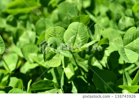 Clover and bush cricket larvae 138743926