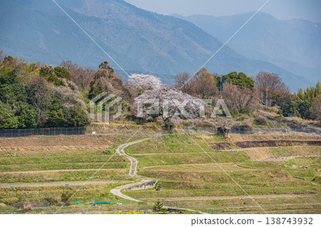 Springtime terraced rice fields in Ogi, Otsu City, Shiga Prefecture Springtime terraced rice fields in Ogi, Otsu City, Shiga Prefecture 138743932