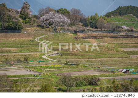 Springtime terraced rice fields in Ogi, Otsu City, Shiga Prefecture Springtime terraced rice fields in Ogi, Otsu City, Shiga Prefecture 138743940