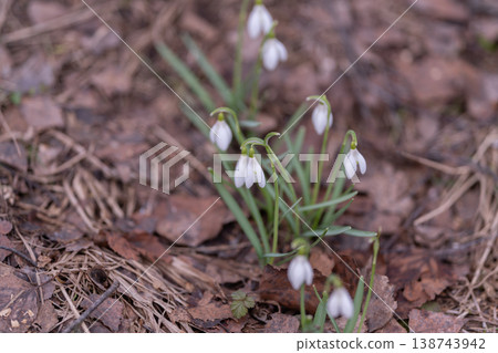 Soft light highlights fragile flowers amidst serene spring landscape. Peaceful early spring scene with blooming snowdrops under warm gentle illumination and textured earth Soft light highlights fragile flowers amidst serene spring landscape. Peaceful early spring scene with blooming snowdrops under warm gentle illumination and textured earth 138743942