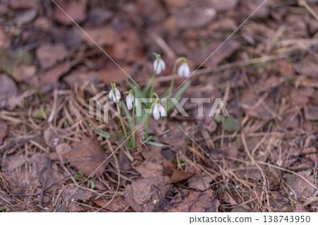 Snowdrop standing resilient on forest floor, lone stem and hanging white blossom contrast with brown leaf carpet, mood of perseverance and quiet renewal in cool spring light 138743950