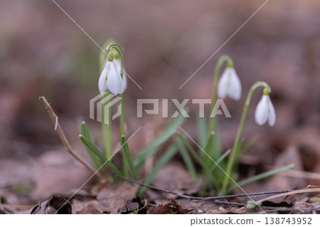 Early spring blooms. Delicate snowdrops sprouting amid decayed forest debris with green stems. Freshly emerging snowdrops contrast against old leaves on murmur of forest floor 138743952