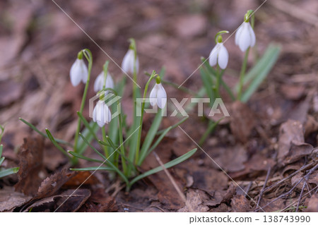 Minimalist composition with three snowdrops rising from muted soil, simple geometry and muted palette create calm, elegant mood suitable for design and lifestyle visuals Minimalist composition with three snowdrops rising from muted soil, simple geometry and muted palette create calm, elegant mood suitable for design and lifestyle visuals 138743990