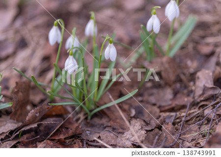 Spring snowdrops emerging among dry leaves, delicate white bells on damp forest floor, fresh green shoots piercing brown litter, soft diffused light, tranquil mood of early renewal Spring snowdrops emerging among dry leaves, delicate white bells on damp forest floor, fresh green shoots piercing brown litter, soft diffused light, tranquil mood of early renewal 138743991