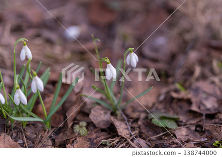Silent floral duo. Serene image featuring twin snowdrops against muddy background. Peaceful depiction of two snowdrop flowers on earthy ground with subtle green hints Silent floral duo. Serene image featuring twin snowdrops against muddy background. Peaceful depiction of two snowdrop flowers on earthy ground with subtle green hints 138744000