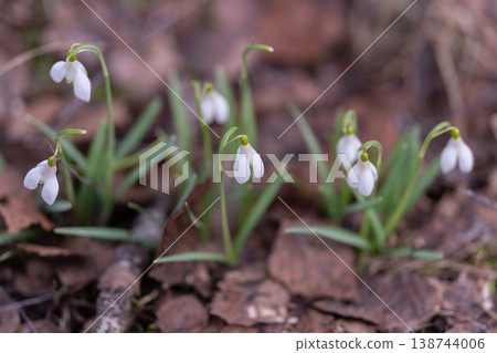Shimmering beads on white petals. Magnified view showing sparkling beads on snowy bloom. Detailed observation of dewladen snowdrop petals with shimmering bead accents Shimmering beads on white petals. Magnified view showing sparkling beads on snowy bloom. Detailed observation of dewladen snowdrop petals with shimmering bead accents 138744006