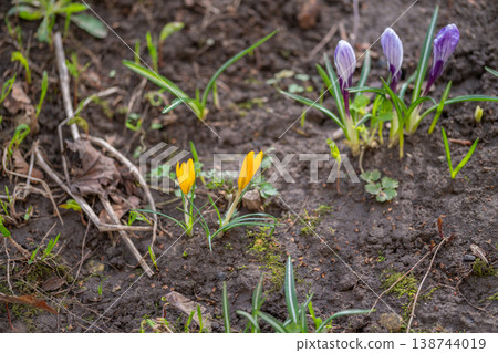 Golden crocus closeup. Vivid crocus with textured soil. Detailed macro view of blooming crocus flower. Close range photograph capturing crocus flower amidst soil and purple cluster Golden crocus closeup. Vivid crocus with textured soil. Detailed macro view of blooming crocus flower. Close range photograph capturing crocus flower amidst soil and purple cluster 138744019